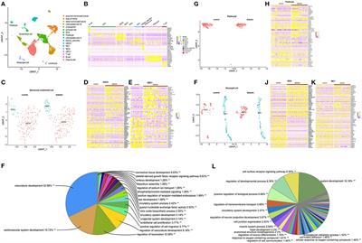 Glomerular Endothelial Cells Are the Coordinator in the Development of Diabetic Nephropathy